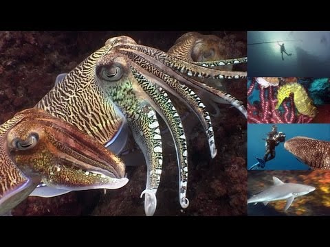Reef Life of the Andaman (full marine biology documentary)