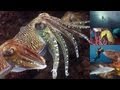 Documentary Nature - Reef Life of the Andaman