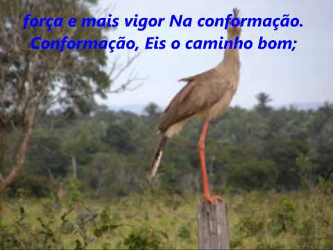 Conformação, Hinario Advenetista Nº 266.wmv