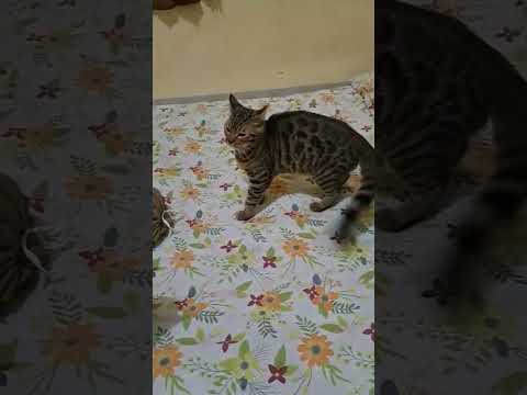 angry#cats#catlover#kucingimut#bengalcatlovers