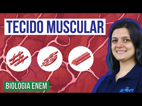 TECIDO MUSCULAR: Tipos, características e funções | Resumo de Biologia para o Enem
