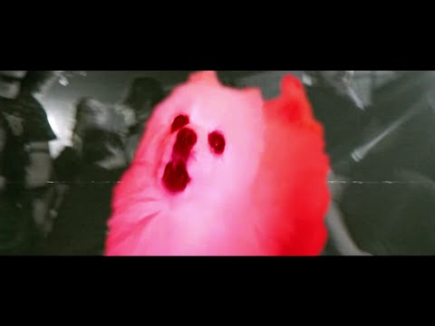 KNOCKED LOOSE - COUNTING DOGE