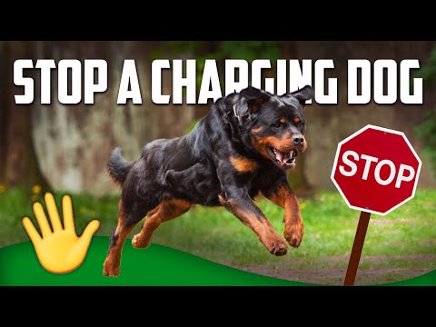 YouTube video about: Can you press charges if someone kicks your dog?