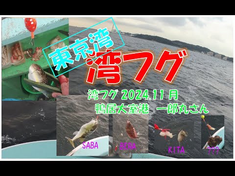 【東京湾　湾フグ釣り】2024.11月上旬　東京湾サバフグ増えすぎ?!