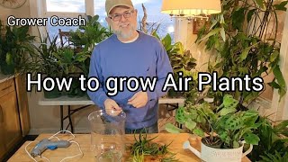How to grow Air Plants (Tillandsia)