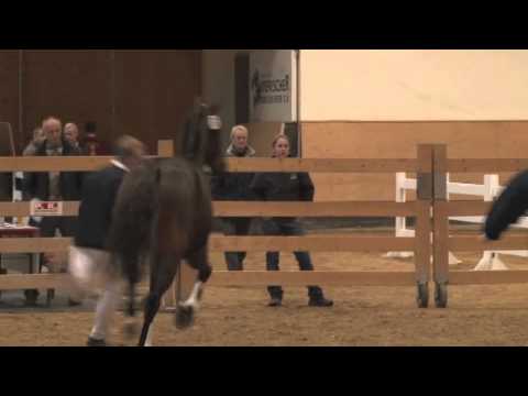 Holsteiner Hengst von Quintero x Parco, geb. 2010