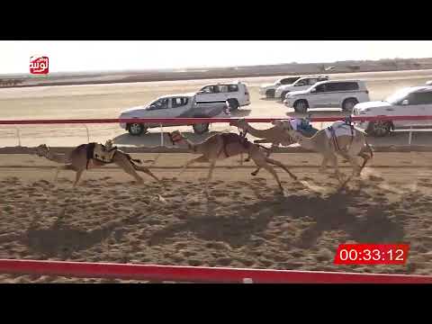 ش 14 (سياف) لـ محمد مبارك بن عامر الحبسي 1:47:75 ، شارة الصندوق 2026/02/13 فطامين الوثبة