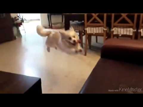 Hilarious Slow Motion Dog Jump Fail