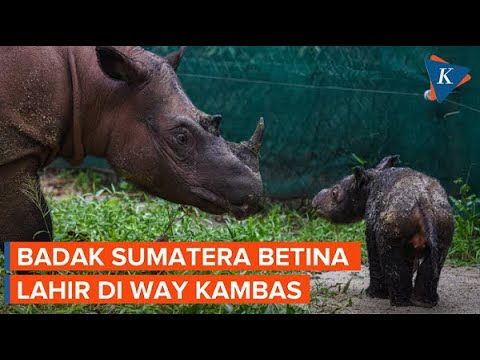Momen Kelahiran Badak Sumatera Betina di Taman Nasional Way Kambas