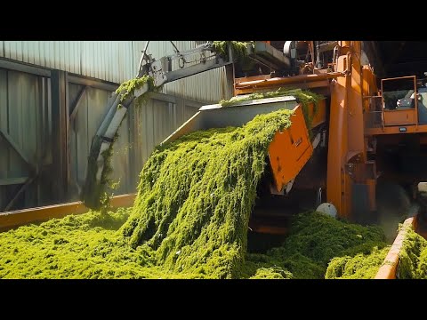 Chamomile Tea Is Made This Way - AMAZING Chamomile Production Line In Factory!