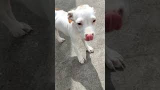 Pitsky Puppies Videos