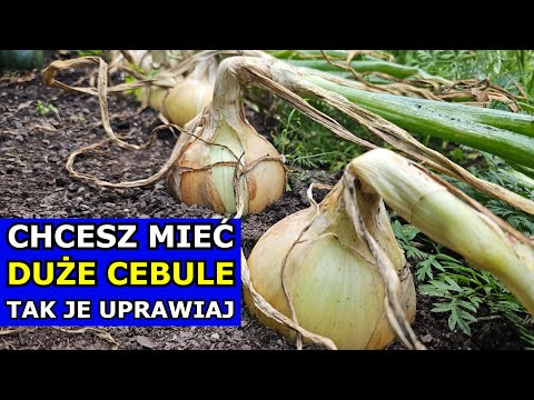 Chcesz mieć DUŻE CEBULE, tak je Uprawiaj. Siewy na Rozsadę, Sadzenie Dymki, Uprawa Cebuli W PRAKTYCE
