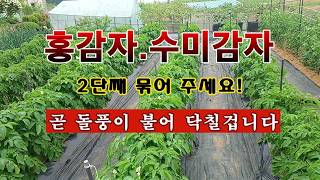 [텃밭농부 2,248]  홍감자. 수미감자. 빨리 2단째 묶어주세요! 돌풍이 옵니다. #감자재배