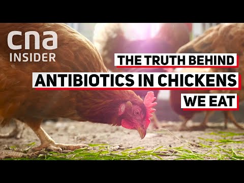, title : 'Amankah Makan Ayam yang Dipelihara dengan Antibiotik?'