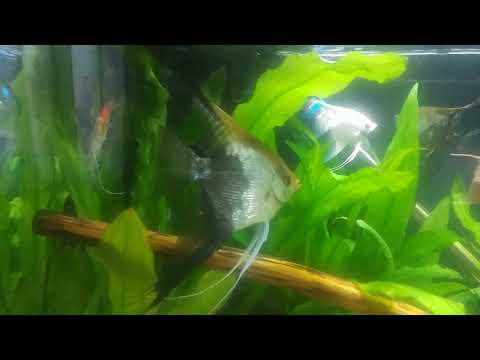 Moje akwarium - UPDATE !!!