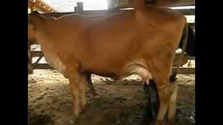 preview picture of video 'cerdo mamando de una vaca en senhora do porto. (MG)'