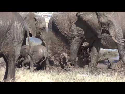 Namibia Nord: Etosha Nationalpark - Deutsch