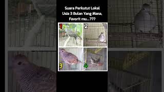 Download lagu Suara Perkutut Anakan |kholiqperkutut mp3