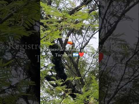 Tucán en las Yungas de Raco, Tucumán 🇦🇷 ❤️ | Registro de fauna silvestre
