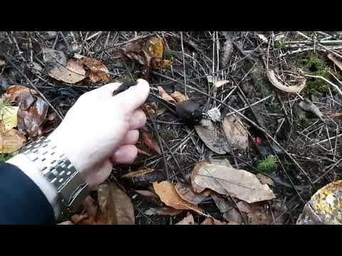 На Урале тоже есть орехи