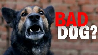 Why SHOULDN’T You Punish a Dog for Going Over Threshold?