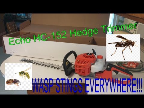 Echo Hc 152 In Action and Wasps Fight Back!!!