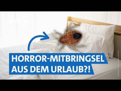 Bettwanzen erkennen, vermeiden und bekämpfen | Marktcheck SWR