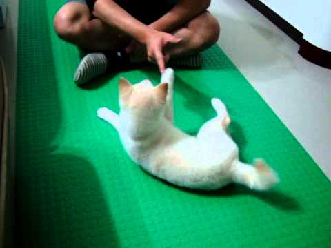 砰!!!饅頭~~(原發表者:JeffreyTsai)(影片)