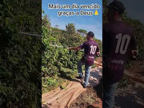 Colheita de café em Ibaiti Paraná começou,estamos no morro do pico até bonzinho o café 🙏