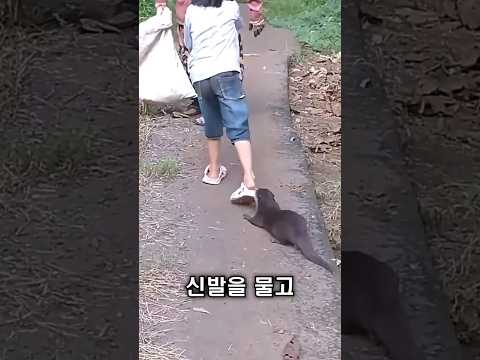 수달, 사람들에게 무엇인가를 전하고 싶어 했습니다