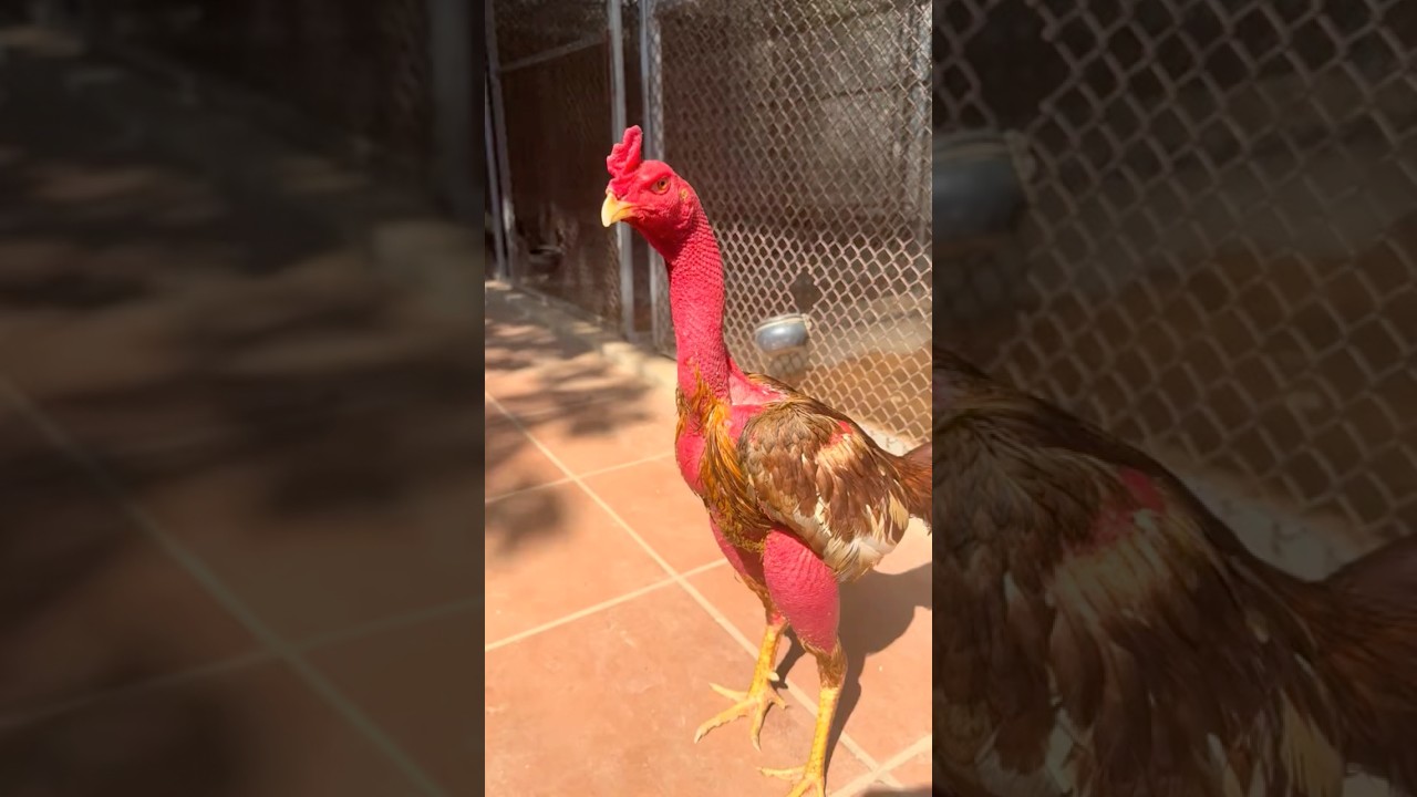 Theo ae lông màu xám hợp chân mỏ màu gì.