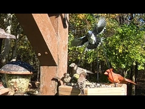 Blue Jays Take Control of a Bird Feeder