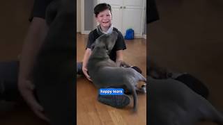 Heartbroken boy has epic surprise reunion with missing dog 🥹❤️