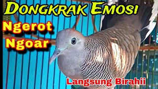Download lagu Full Ngerot Ngoar bekur Untuk Pancingan Burung Perkutut agar cepat gacor Lebih Ampuh langsung nyaut mp3 Download lagu Full Ngerot Ngoar bekur Untuk Pancingan Burung Perkutut agar cepat gacor Lebih Ampuh langsung nyaut mp3