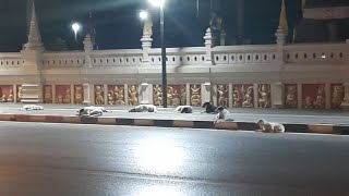 野犬地獄！スコータイ中心街を夜間放浪&土曜市場(お勧め)