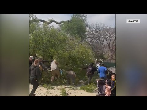 VIDEO | Tree branch falls at San Antonio Zoo injuring seven people including 5 kids