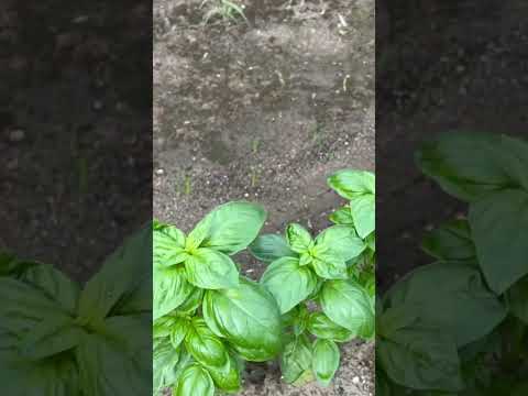 園芸 多年草バジル