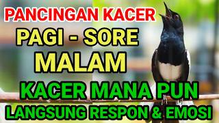 Download lagu JENIS KACER APAPUN LANGSUNG ON GACOR NGEPLONG KONSLET SEKALI MENDENGARKAN PANCINGAN MASTERAN INI mp3