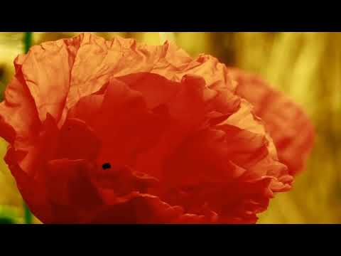 Luca Margarita - Natural love (Original mix)