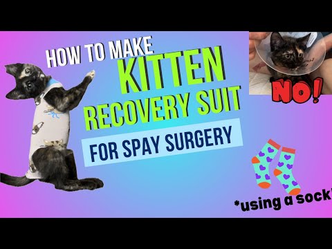 How to make a kitten recovery suit with a sock, for spay surgery! / Fatcat & Friends