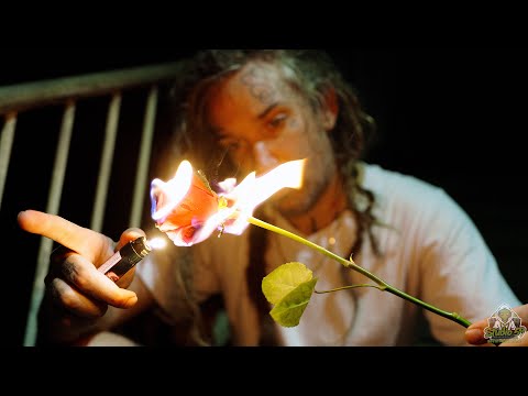 ikabodVEINS - Petals (Official Video)