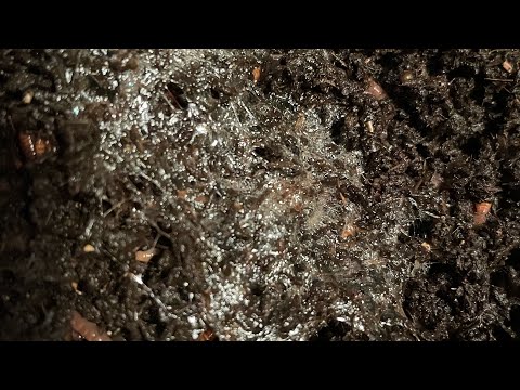 Worms Having a Tantrum. What Unhappy Red Wiggler Worms Do