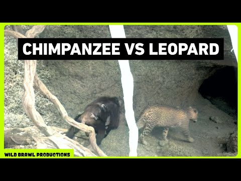 Leopard attacks Chimpanzees in Senegal | Other footages of Chimp vs Leopard, Wild dogs, Hyena etc