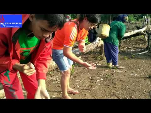 Instrumental Enak Di Dengar Tahunan suku paser swan slutung