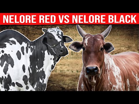 , title : '⭕NELORE RED vs NELORE BLACK What Is The Difference ✅ Biggest Bulls And Cow'