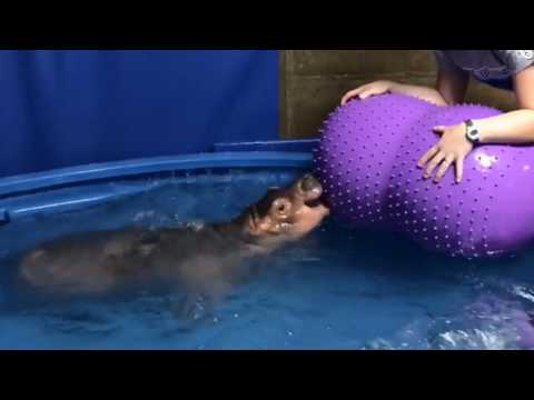 Baby Hippo Fiona's Special Moments: Never-before -Seen Baby Picture Of Care Team - Cincinnati Zoo