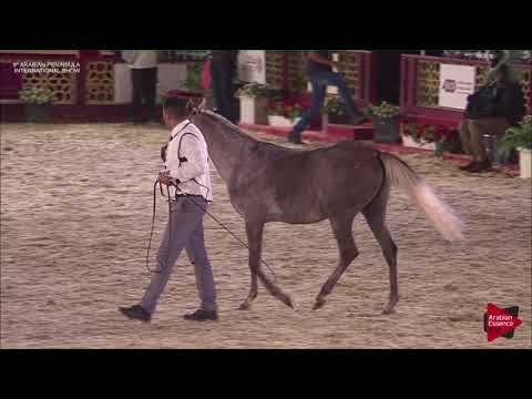 N.47 SAWARI AL RAYYAN - 2019 Qatar Int. Peninsula show - Fillies 2 years old (Class 2B)