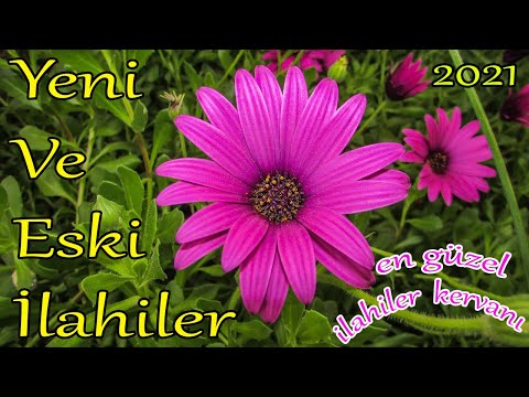 🌹En Sevilen İlahiler🌹Karışık Güzel İlahiler🌹Kalbi Titreten İlahiler - İlahi Dinle🌹