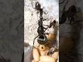 My Ants ATTACKED Their QUEEN!!