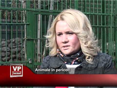 Animale în pericol!